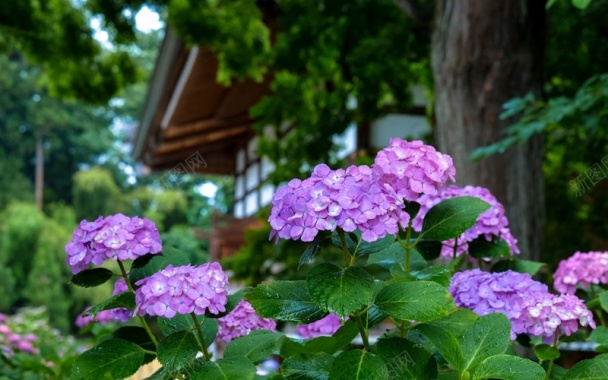 紫色的绣球花水滴背景