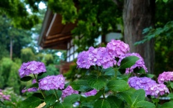 紫色花园紫色的绣球花水滴高清图片