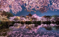 粉红色日本樱花寺庙花园高清图片