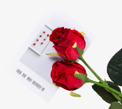 轻轻的玫瑰花背景PNG装饰高清图片