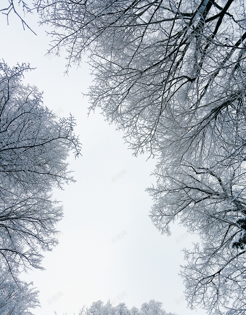 冬季霜雪满枝头jpg设计背景_新图网 https://ixintu.com 雪 树 白天 背景
