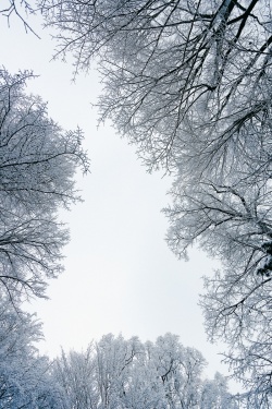 霜雪冬季霜雪满枝头高清图片