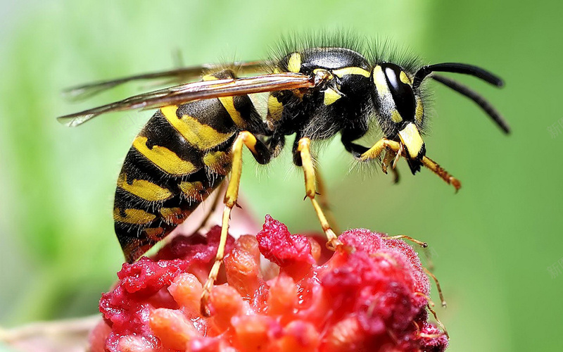 高清图素蜜蜂jpg设计背景_新图网 https://ixintu.com 拍摄 高清 高质量 自然
