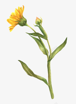 黄色的蒲公英黄色蒲公英手绘植物元素高清图片