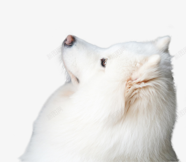 宠物狗狗萨摩耶动物png免抠素材_新图网 https://ixintu.com 宠物狗 宠物活体 萨摩耶 可爱 白色 狗狗 动物