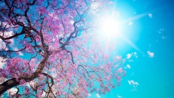 粉红天空美丽的樱花春天高清图片