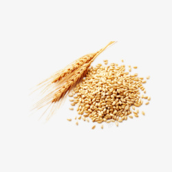 免抠麦片素材高清金色小麦PNG高清图片