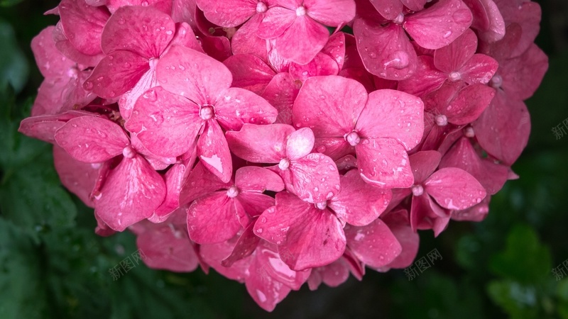 粉色绣球花特写水滴jpg设计背景_新图网 https://ixintu.com 粉色 绣球花 特写 水滴