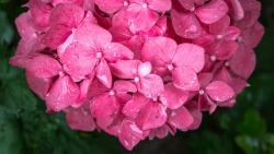 粉色绣球花簇粉色绣球花特写水滴高清图片