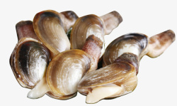 海蚌海鲜贝壳素材