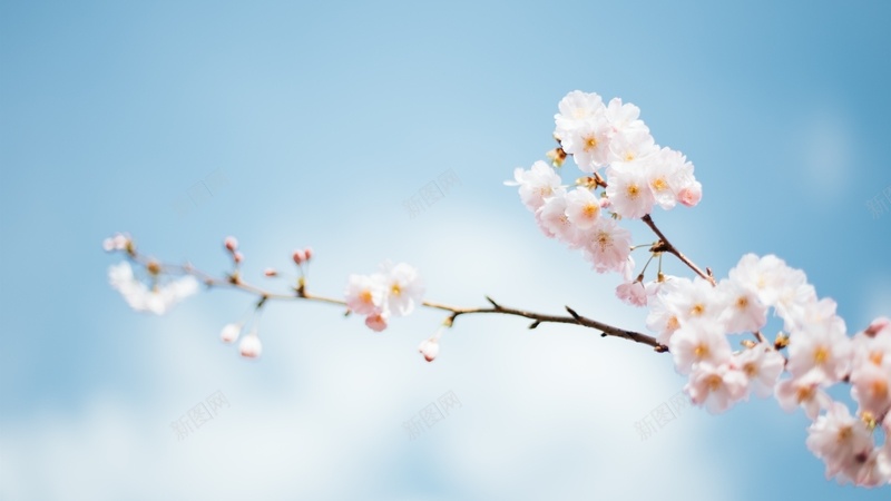 粉色樱花花朵jpg设计背景_新图网 https://ixintu.com 粉色樱花 花朵 树枝 天空 朦胧