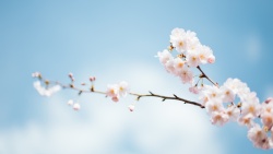 朦胧天空背景粉色樱花花朵高清图片