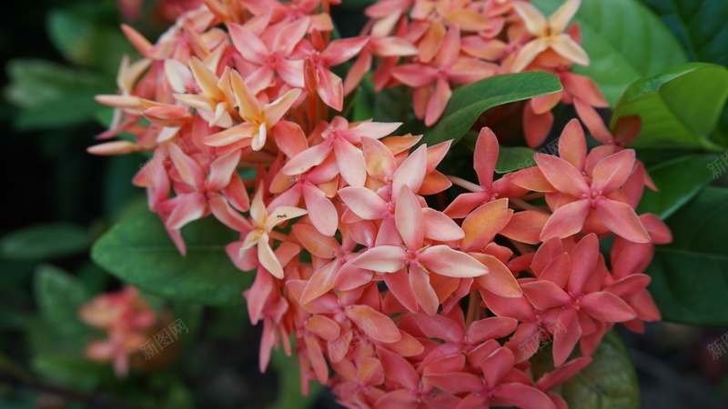 橙色龙船花特写jpg设计背景_新图网 https://ixintu.com 橙色 龙船花 特写 文艺