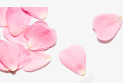 飘落的玫瑰花粉色PNG玫瑰花花瓣高清图片