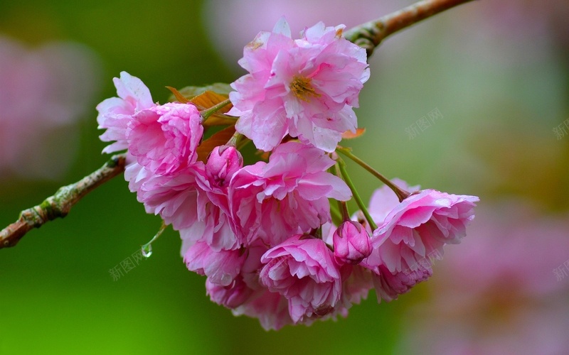 樱花特写特写jpg设计背景_新图网 https://ixintu.com 樱花 特写 粉红色的花朵 树枝
