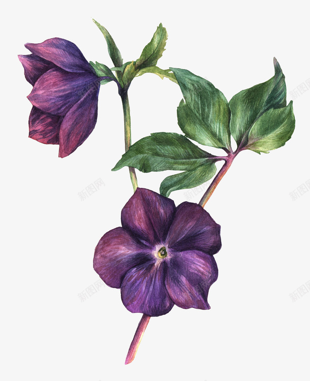 盛开的紫色花朵植物元素png免抠素材_新图网 https://ixintu.com 盛开 紫色 花朵 植物 元素