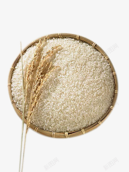 水稻大米小麦农产品png免抠素材_新图网 https://ixintu.com 大米 大麦 农作物 粮食