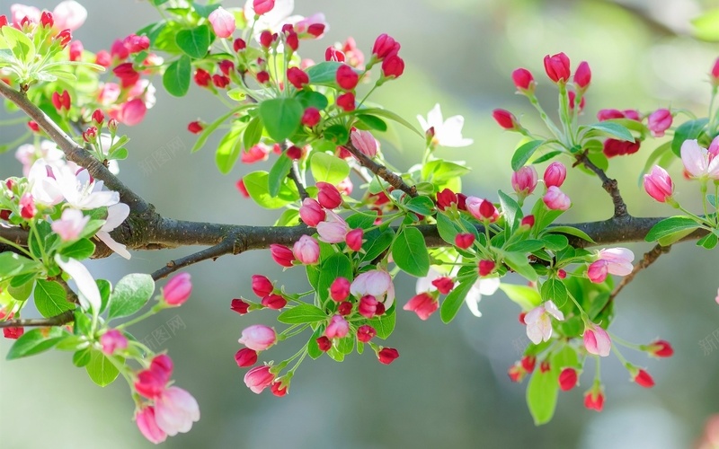 粉红色的樱花的花树枝jpg设计背景_新图网 https://ixintu.com 粉红色 樱花 树枝 春天