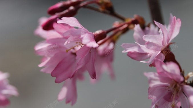 粉色樱花特写春天背景