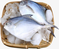 鱼鱼类二条鱼篮子里的鱼素材