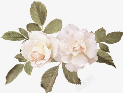 玫瑰焕白白玫瑰高清照片免抠素材高清图片