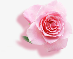情人节粉红玫瑰素材素材