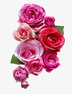 玫瑰情人节小清新玫瑰粉色素材