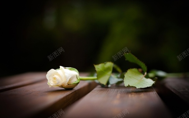 木板白色玫瑰背景