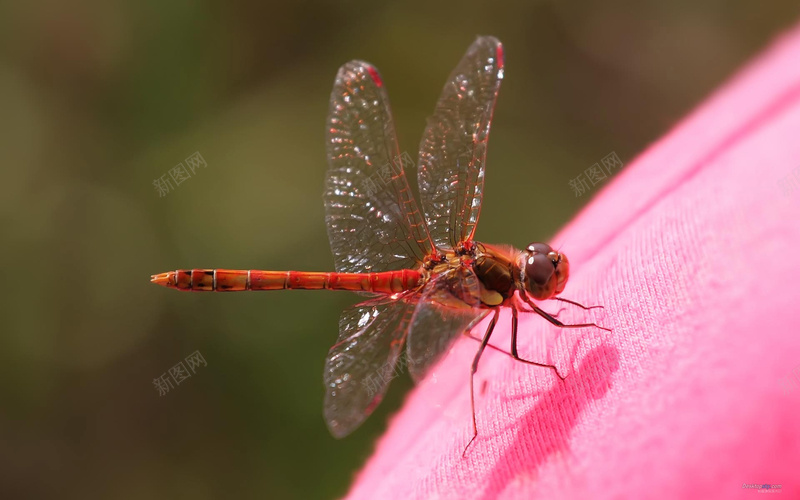 高清图素蜻蜓jpg设计背景_新图网 https://ixintu.com 拍摄 高清 高质量 自然