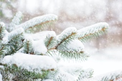 冬天的雪下雪后积雪的树枝高清图片