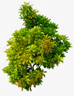 shrub01byalzstockd7nc699植素材