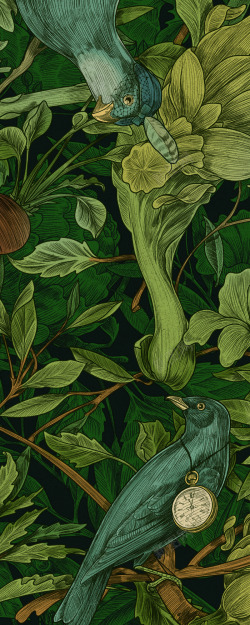植物学家植物插画为色拉条制作的手绘插画植物学家委托由VDK高清图片