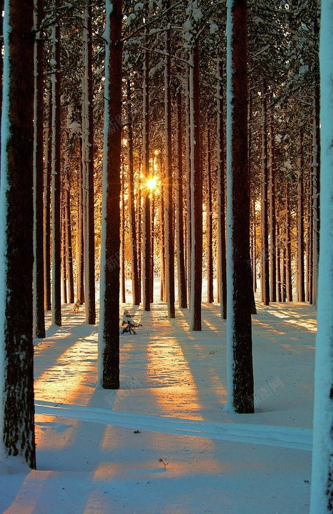 雪森林瑞典素材可用背景jpg设计背景_新图网 https://ixintu.com 森林 瑞典 素材 可用 背景