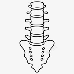 骨质结构腰椎骨质椎板高清图片