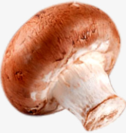 蘑菇食品素材素材