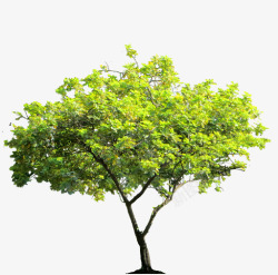 tree PNG元素素材