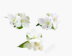 花素材素材