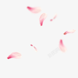 粉色玫瑰花 玫瑰花 粉色玫瑰花 玫瑰 花各种透明尽在      gt 鸡动了PNG素材