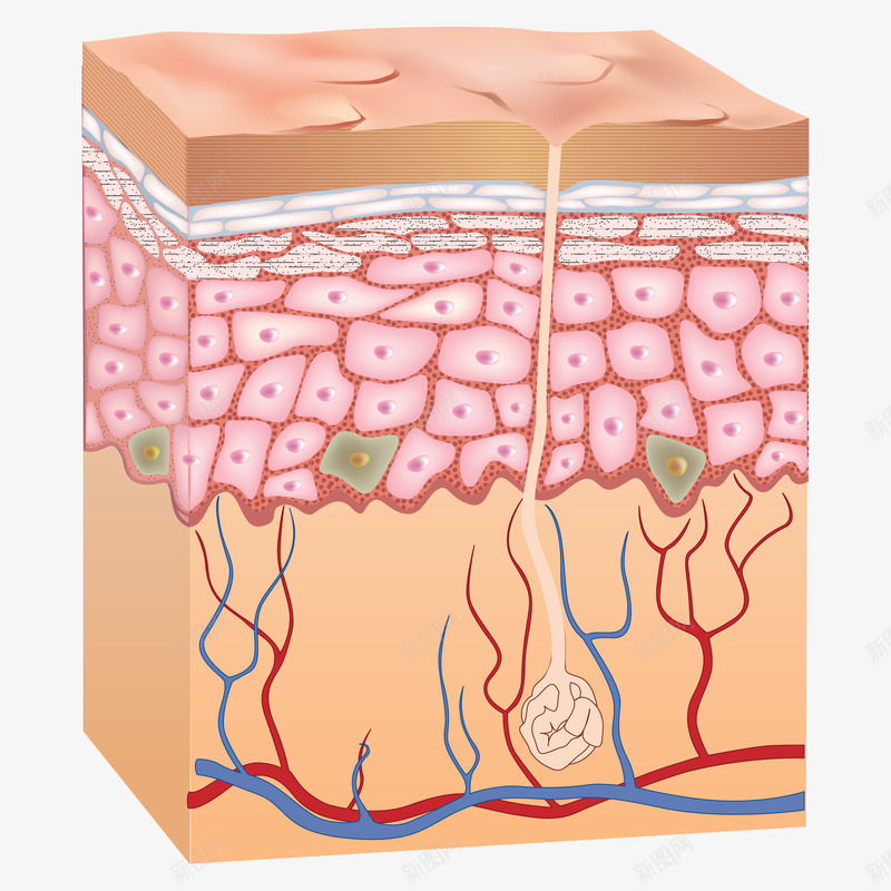 skin diagram细胞png免抠素材_新图网 https://ixintu.com 细胞