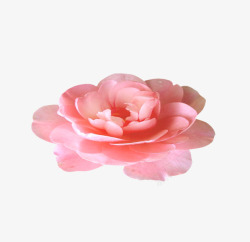 粉红色花朵花卉鲜花灬小狮子灬png优质素材素材