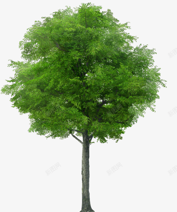 24树 png 免扣 植物png免抠素材_新图网 https://ixintu.com 树免 植物