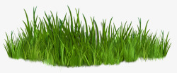 Bush and Grass  124      Arana   植物PNG素材