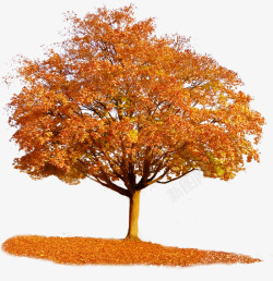 765 Autumn Tree by Tigers stock on DeviantArt素材素材