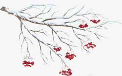 冬季 红色 花朵 小清新 免扣 装饰 png透明素材免扣悬浮jpg小素材素材