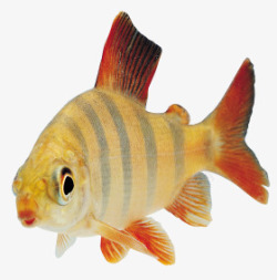 动物鱼png动物素材素材