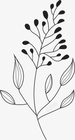 Botanical Illustration Bundle素材png素材