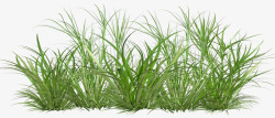 grass21svetlera绿叶树叶草地绿草素材