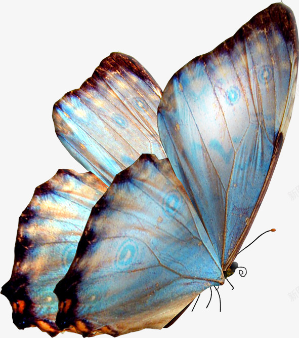 butterfly2KNataliV贴图花纹材质png免抠素材_新图网 https://ixintu.com 贴图 花纹 材质