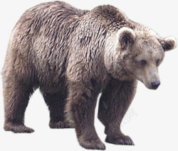 熊北极熊狗熊免扣9动物素材