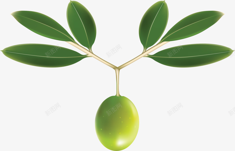 橄榄食物水果png免抠素材_新图网 https://ixintu.com 橄榄 食物 水果